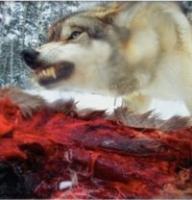 Slika za TheWolf