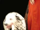 nika_dog