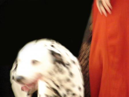 nika_dog